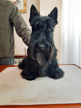 n Cano Odin1