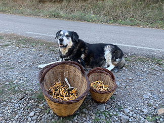 n Cano Odin1