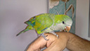 n Cano Odin1